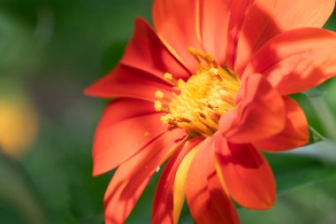 Meksika ayçiçeği, ya da Tithonia rotundifolia, canlı turuncu yapraklara sahiptir..