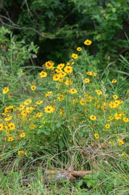 Coreopsis basalis, or Goldenmane Tickseed, is a wildflower plant native to Texas. clipart