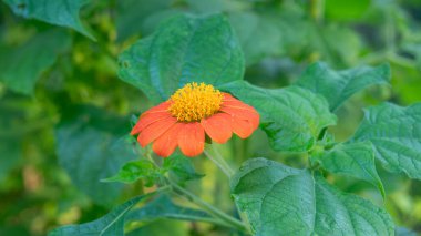 A Mexican sunflower, Tithonia rotundifolia, blooming in a Texas garden on a summer morning. clipart