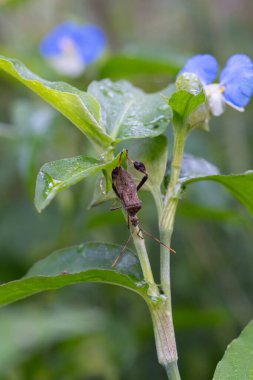 Closeup of Leptoglossus zonatus, or Leaf footed bug, in a Texas vegetable garden. clipart