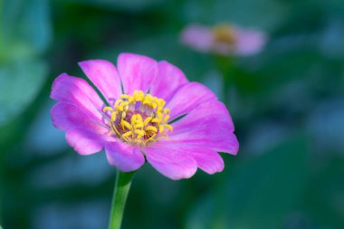 Yumuşak sabah ışığında canlı pembe bir zinyanın yakın çekimi.