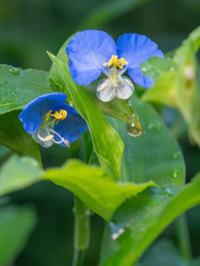 Commelina erecta, or Slender Dayflower, is somewhat aggressive, but a beautiful addition to the pollinator garden.