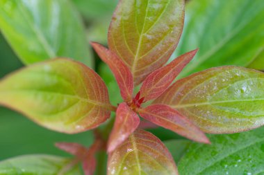 Hamelia patens veya Hummingbird Bush 'un yeşil ve kırmızı yapraklarına yakın çekim.