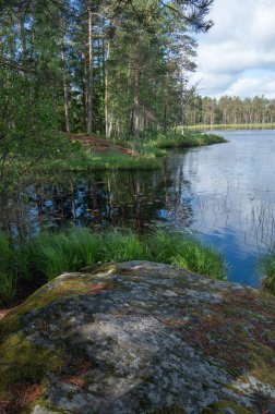 Norveç 'in güneydoğusunda ağaçlarla çevrili küçük bir gölet..