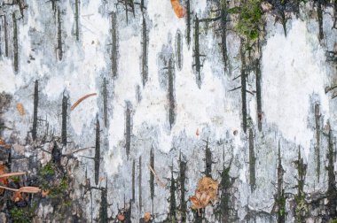 Ormandaki bir huş ağacının üzerindeki güzel siyah beyaz desen..