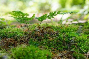 Yosun tutmuş orman zemininden bir yaz günü manzarası.