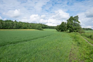 Norveç 'in Sandefjord kentindeki tarım arazileri ve ormanları arasında yaz yürüyüşü.