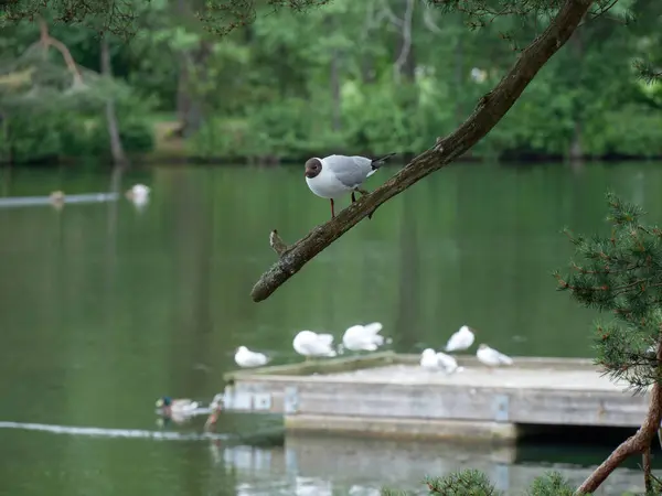 stock image A curious black-headed gull, Chroicocephalus ridibundus, watches from a tree branch.