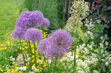 Dev soğan, Allium Giganteum, yaz bahçesinde çiçek açıyor..