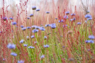 The blue flowers of Jasione montana and the red spikes of Rumex acetosella growing in a summer field. clipart