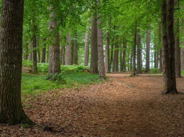 Norveç 'teki yaprak döken bir ormandan geçen yapraklarla kaplı bir patika..