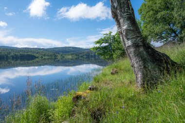 Norveç 'in güneyindeki bir gölün kıyısında bir huş ağacı yetişiyor..