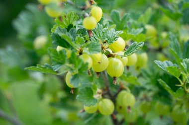 Yaz bahçesinde olgun, yeşil bektaşi üzümleri..