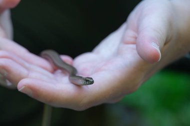 Ayaksız bir kertenkele, Anguis Fragilis, Norveç 'te bir ormanda birkaç dakika sonra serbest bırakıldı..