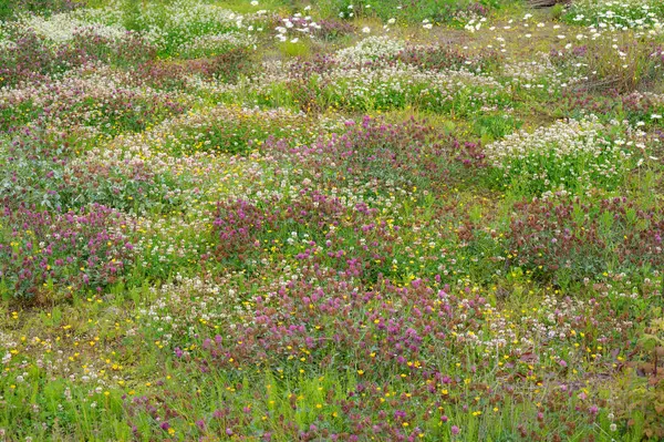 stock image Closeup of a field of colorful wildflowers in a Norwegian meadow.