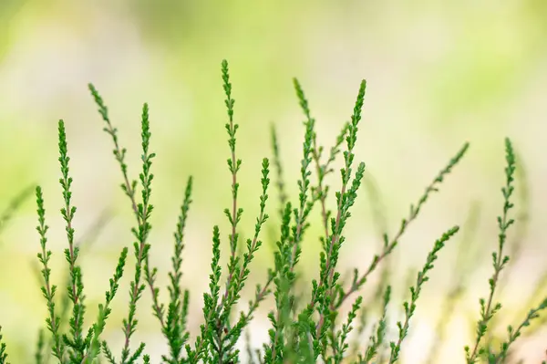 Stock image The green stems of low growing heather, Calluna vulgaris, on a summer day in Norway.