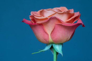 Pembe, turuncu ve sarı tonlarda tek bir gül mavi bir arkaplanda.