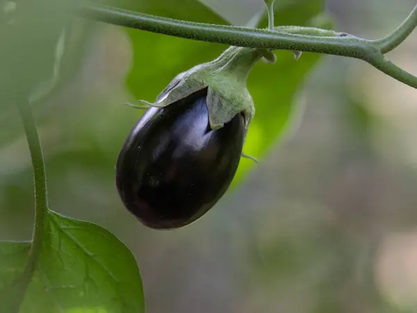 stock image The ripe fruit of a Black Beauty eggplant growing in a summer garden.