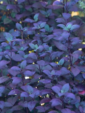 Vibrant purple and green leaves on the Alternanthera brasiliana plant, also known as Joseph's Coat. clipart