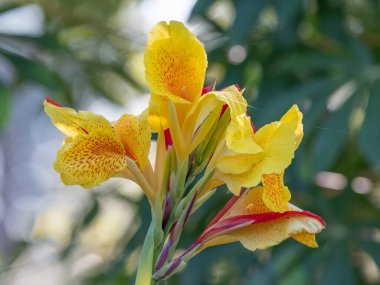 Yaz bahçesindeki bir nilüfer çiçeğinin üzerinde kırmızı ve sarı çiçekler.