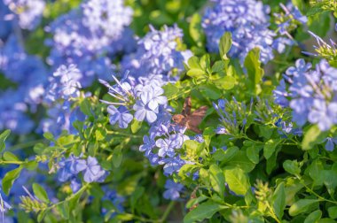 Kederli bir sfenks güvesi, Enyo lugubris, Plumbago Auriculata, Cape Plumbago 'nun mavi çiçekleri arasında nektar arıyor..