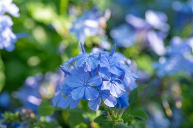 Çiçekli Plumbago Auriculata çalıları bir yaz bahçesinde.