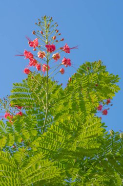 Çiçek açan Barbados Gururu bitkisi Caesalpinia pulcherrima, mavi gökyüzüne karşı.