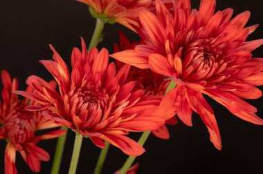 Closeup of red chrysanthemum flowers, Dendranthema grandiflorum, in a bouquet.