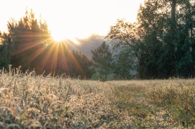 Ağaçların tepelerinden süzülen bir güneş ışığı çiğ tanelerine altın ışık saçıyor..