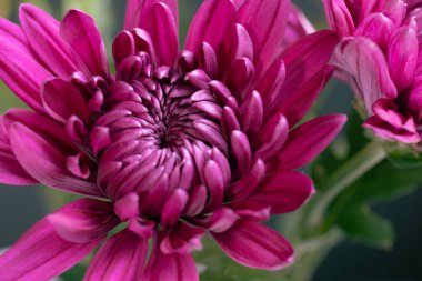 Pink florists chrysanthemum blooms with green stems clipart