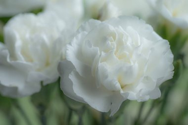 Çiçek demetinde güzel beyaz karanfil çiçekleri