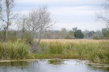 Güneydoğu Teksas 'taki Brazos Bend Eyalet Parkı' nda bir sulak arazi.