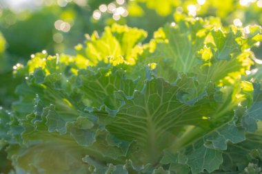 Çiçekli lahana, Brassica oleracea, bir kış bahçesinde yetişiyor..