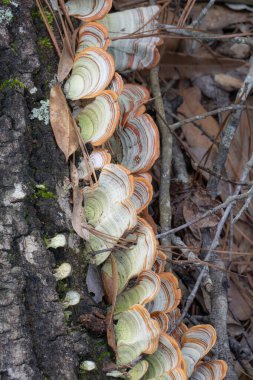 Sahte hindi kuyruğu mantarı, Teksas 'ta devrilmiş bir ağaçta büyüyen stereum lobatum..