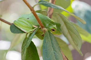 Amerikan yeşil ağaç kurbağası, Dryophytes cinereus, Teksas 'ta bir bahar sabahı,.