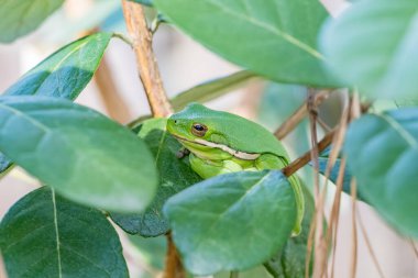 Bir Amerikan yeşil ağaç kurbağası, Dryophytes cinereus, bahçede ananas guava çalısı üzerinde.