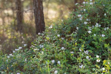 Rubus ıvır zıvırı, Teksas 'ın yerlisi böğürtlen çalısı, ilkbaharın başlarında çiçek açıyor..