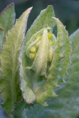 Senecio ampullaceus, Texas Groundsel, ilkbaharın başlarında çiçek tomurcuklarını topluyor..