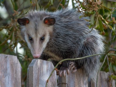 Bir keseli sıçanın yakın çekimi, Didelphis Virginiana, ayakları ahşap çitleri sıkıyor..