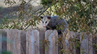 Bir keseli sıçanın yan görüntüsü, Didelphis Virginiana, ahşap bir çitte oturuyor..