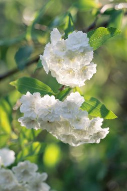 Bridalreath spirea, Spirea prunifolia, ilkbahar bahçesinde çiçek açıyor..