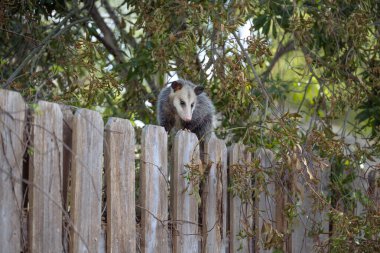 Bir keseli sıçan, Didelphis Virginiana, banliyödeki ahşap bir çitin üzerinde..