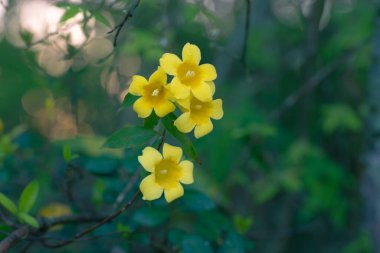 Parlak, sarı, trompet şeklinde Carolina Jessamine, Gelsemium sempervirens çiçekleri baharda açar..