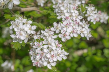 Crataegus marshallii ağacında güzel beyaz ve pembe çiçek kümeleri, Maydanoz dikenleri.