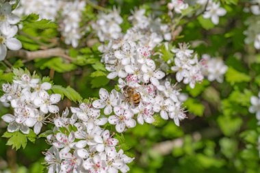 Bahar sabahının erken saatlerinde, bir bal arısı Maydanoz Dikeni ağacı Crataegus Marshallii 'nin çiçeklerinden etkilenir..