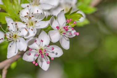 Maydanoz şahini Crataegus Marshallii 'nin güzel beyaz ve pembe çiçeklerinin yakın çekimi..