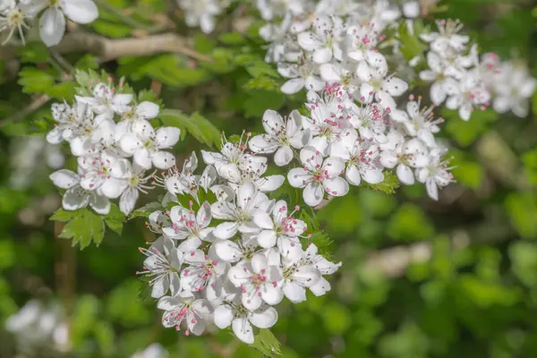 Crataegus marshallii ağacında güzel beyaz ve pembe çiçek kümeleri, Maydanoz dikenleri.
