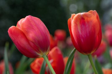 Güzel bir bahçede iki kırmızı lalenin yakın çekimi..