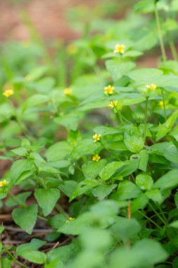 Atotları, küçük sarı çiçekleri olan alçak büyüyen bir toprak örtüsüdür..