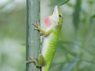 Yeşil bir anol, Anolis carolinensis, yeşillikte kamufle edilmiş. Teksas bahçesinde bir kazığa tırmanmak.